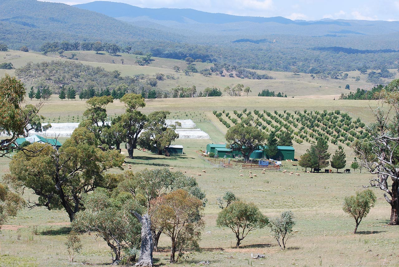 Macenmist Black Truffles and Wines